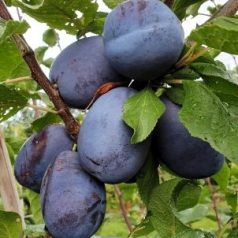 Joganta szilva szabadgyökerű gyümölcsfa