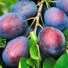 Kulinaria / Toptaste szilva myrobalan alanyon