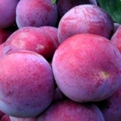 Sermina ringló szilva