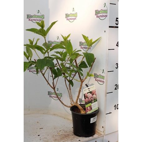 Rózsaszín bugás hortenzia Hydrangea paniculata 'Pink Lady'