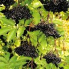 Fekete Bodza Sambucus nigra Haschberg