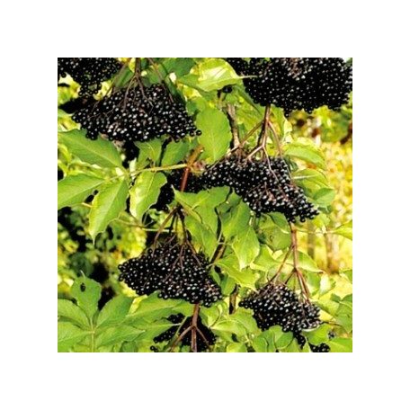 Fekete Bodza Sambucus nigra Haschberg
