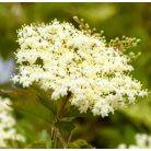 Fekete Bodza Sambucus nigra Haschberg