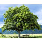 Szelídgesztenye Castanea sativa