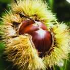 Szelídgesztenye Castanea sativa