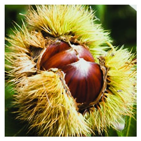 Szelídgesztenye Castanea sativa