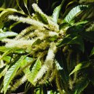 Szelídgesztenye Castanea sativa