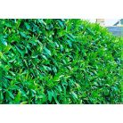 Kaukázusi babérmeggy Prunus laurocerasus Caucasica