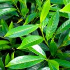 Kaukázusi babérmeggy Prunus laurocerasus Caucasica