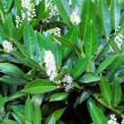 Kaukázusi babérmeggy Prunus laurocerasus Caucasica