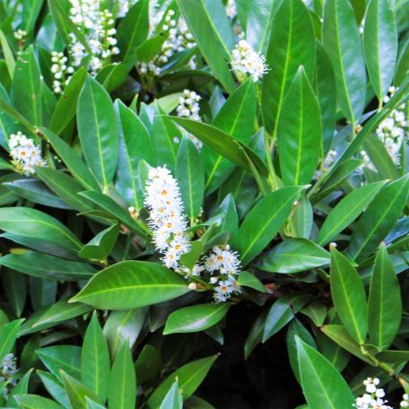 Kaukázusi babérmeggy Prunus laurocerasus Caucasica