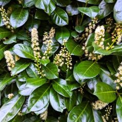 Babérmeggy Etna  Prunus laurocerasus Etna