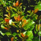 Babérmeggy Etna  Prunus laurocerasus Etna