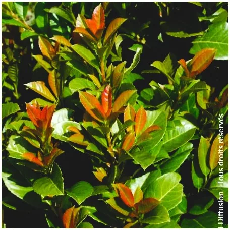 Babérmeggy Etna  Prunus laurocerasus Etna