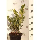 Babérmeggy Otto Luyken Prunus I. Otto Luyken