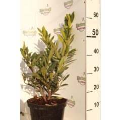 Babérmeggy Otto Luyken Prunus I. Otto Luyken