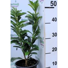 Oszlopos babérmeggy Prunus laur. Genolia