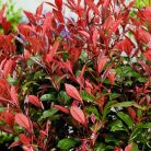 Korallberkenye Photinia x fraseri Carre Rouge