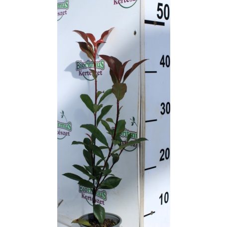 Korallberkenye Photinia x fraseri Carre Rouge