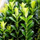Oszlopos japán kecskerágó Euonymus japonicus 'Green Spire'