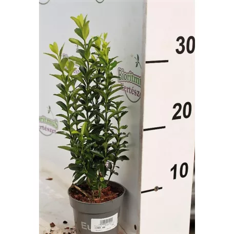 Oszlopos japán kecskerágó Euonymus japonicus 'Green Spire'