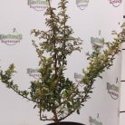 Narancssárga törpe tűztövis Pyracantha Teton