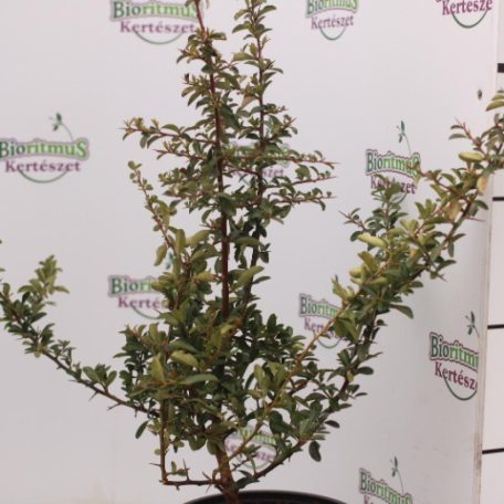 Narancssárga törpe tűztövis Pyracantha Teton