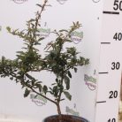 Narancsbogyójú tűztövis Pyracantha x 'Orange Charmer'