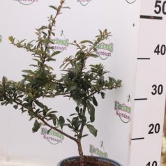   Narancsbogyójú tűztövis Pyracantha x 'Orange Charmer'