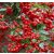 Piros bogyójú tűztövis Pyracantha cocc. 'Red Column'