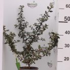 Piros bogyójú tűztövis Pyracantha cocc. 'Red Column'