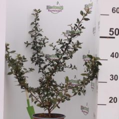   Piros bogyójú tűztövis Pyracantha cocc. 'Red Column'