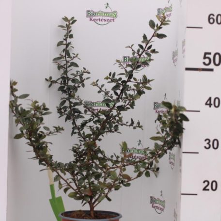 Piros bogyójú tűztövis Pyracantha cocc. 'Red Column'