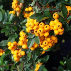   Sárga bogyójú tűztövis Pyracantha 'Golden Charmer'