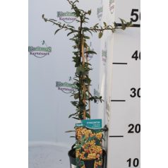   Sárga bogyójú tűztövis Pyracantha 'Golden Charmer'