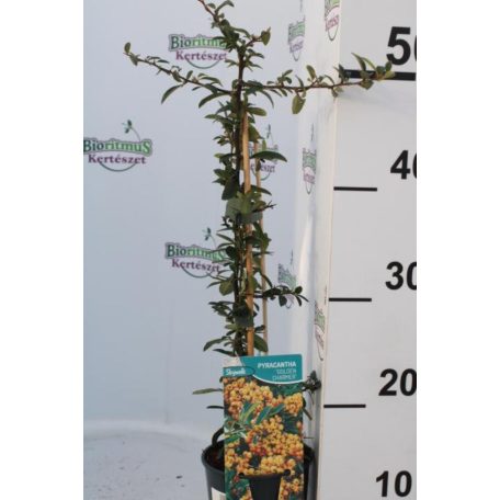 Sárga bogyójú tűztövis Pyracantha 'Golden Charmer'