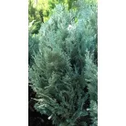 Kék hamisciprus Chamaecyparis lawsoniana Van Pelt's Blue