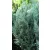 Kék hamisciprus Chamaecyparis lawsoniana Van Pelt's Blue