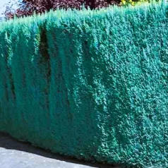   Kék hamisciprus Chamaecyparis lawsoniana Van Pelt's Blue