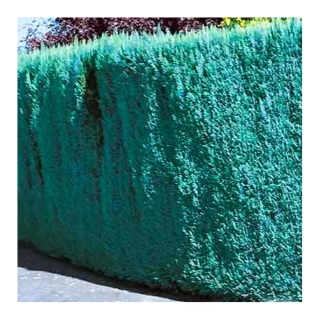 Kék hamisciprus Chamaecyparis lawsoniana Van Pelt's Blue