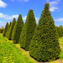 Oszlopos tiszafa Taxus baccata 'Sövény'