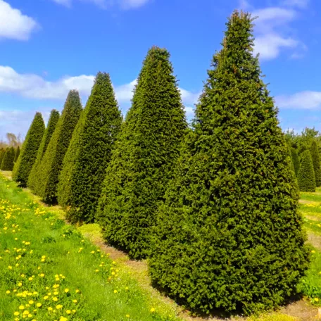 Oszlopos tiszafa Taxus baccata 'Sövény'