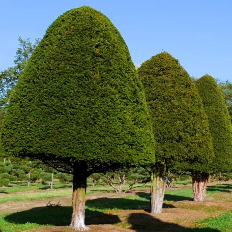 Oszlopos tiszafa Taxus baccata 'Sövény'
