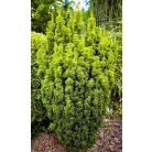 Arany oszlopos tiszafa Taxus baccata David