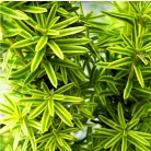 Arany oszlopos tiszafa Taxus baccata David