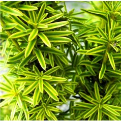 Arany oszlopos tiszafa Taxus baccata David