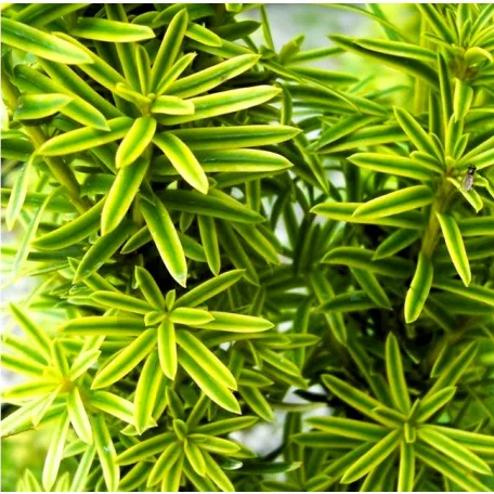 Arany oszlopos tiszafa Taxus baccata David