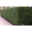 Hibrid tiszafa Taxus media Groenland