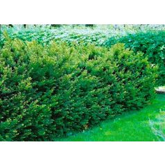 Hibrid tiszafa Taxus media Groenland
