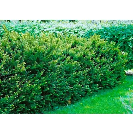 Hibrid tiszafa Taxus media Groenland